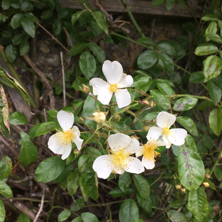 plant image 441047