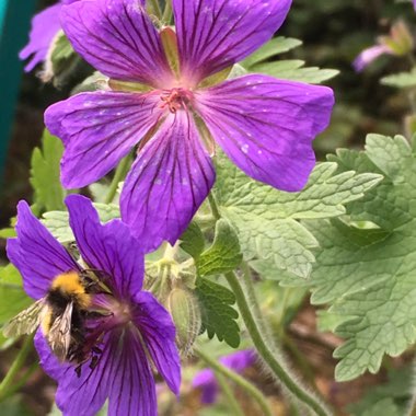 Cranesbill (Geranium)