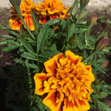 Marigold