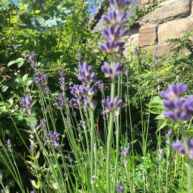 Lavandula angustifolia