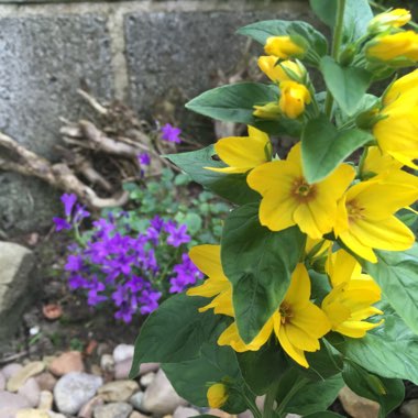 Large Yellow Loosestrife