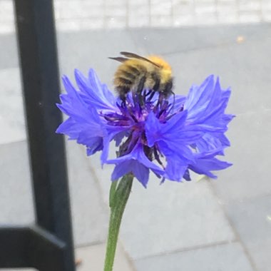 Cornflower