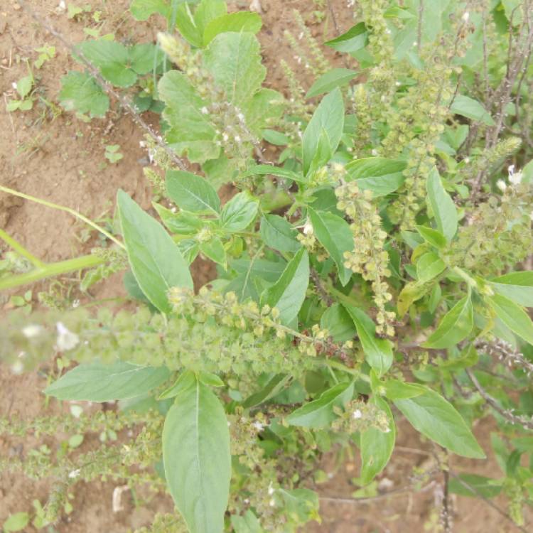 Plant image Ocimum x africanum  syn. Ocimum basilicum 'Lemon', Ocimum basilicum var. citriodorum, Ocimum x citriodorum, Ocimum citrodorum