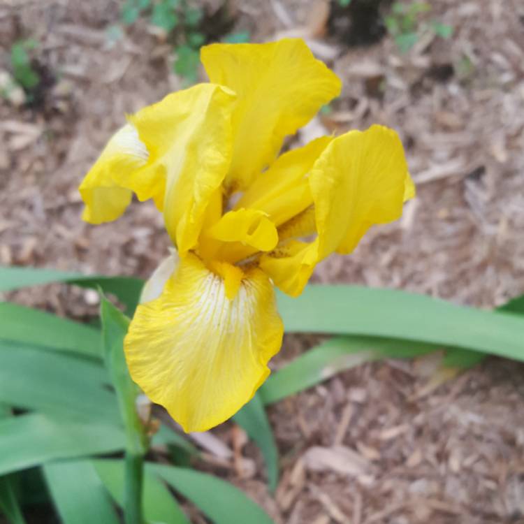 Plant image Iris x hollandica 'Royal Yellow'