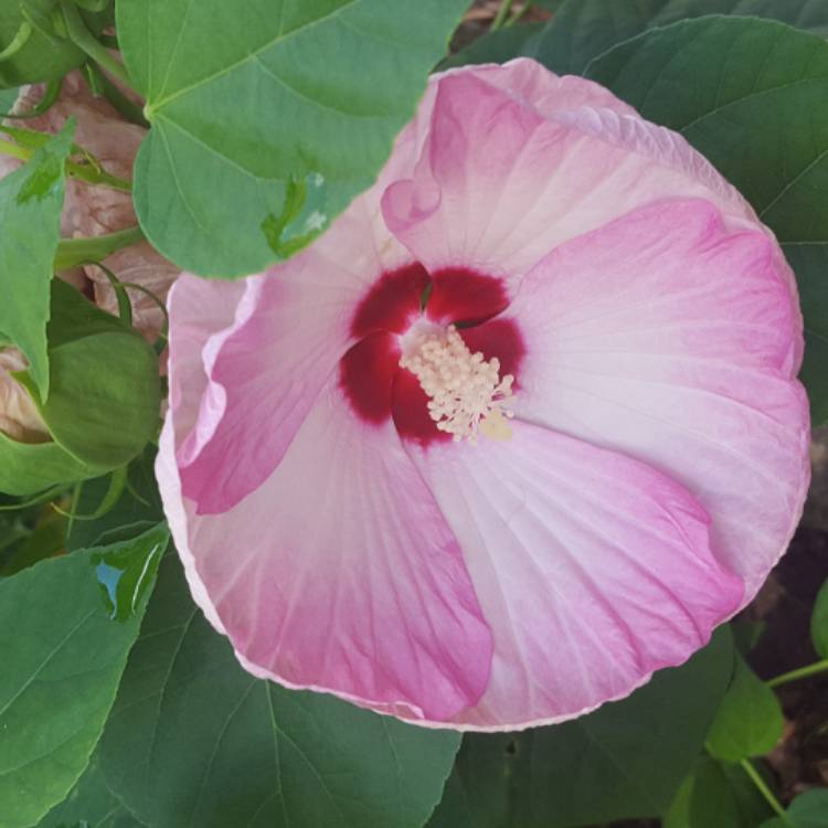 Plant image Hibiscus moscheutos 'Cherry Cheesecake'