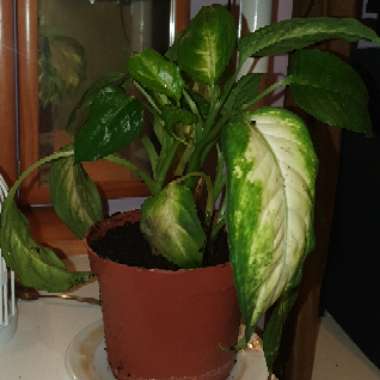 Dieffenbachia 'Camille'