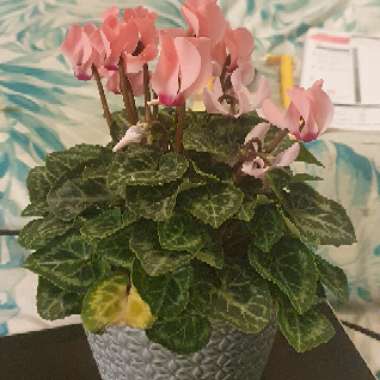 Cyclamen hederifolium