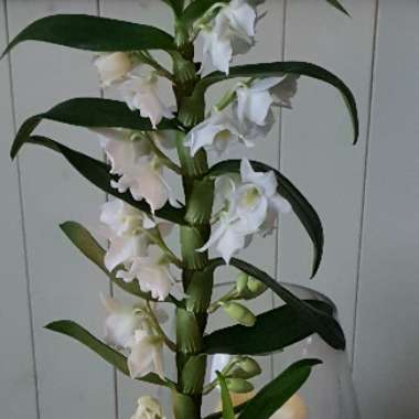 Dendrobium 'Spring Dream  Apollon'