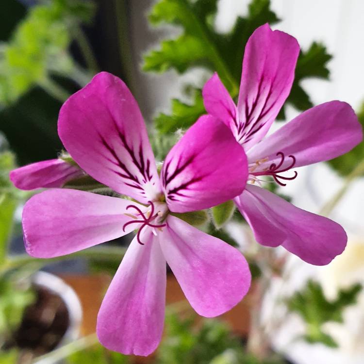 Plant image Pelargonium capitatum