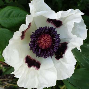 Papaver orientale 'Checkers'