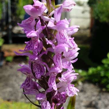 Dactylorhiza fuchsii