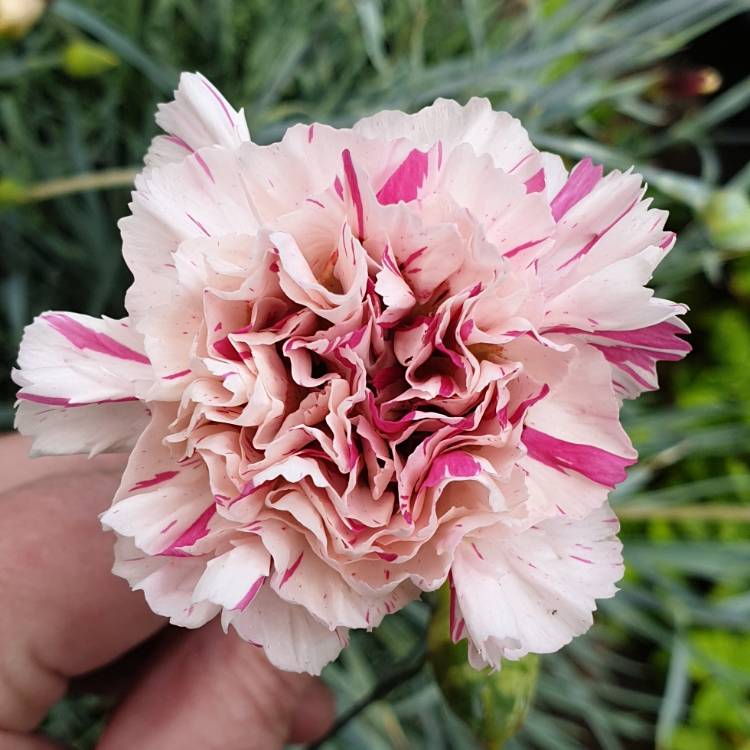 Plant image Dianthus 'Bailey's Celebration'