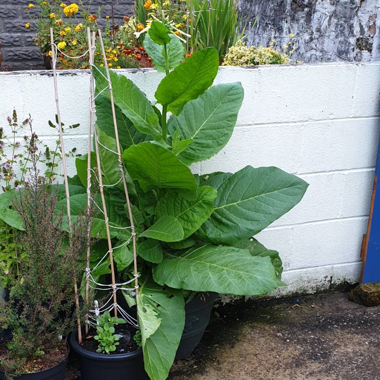 Plant image Nicotiana Sylvestris