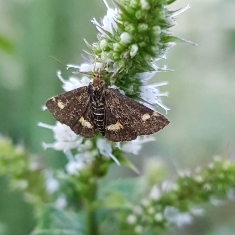 Plant image Mentha spicata var. crispa 'Moroccan'