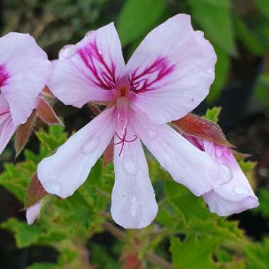 Pelargonium capitatum