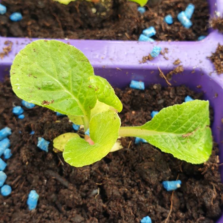 Plant image Primula 'Husky Raspberry Punch'