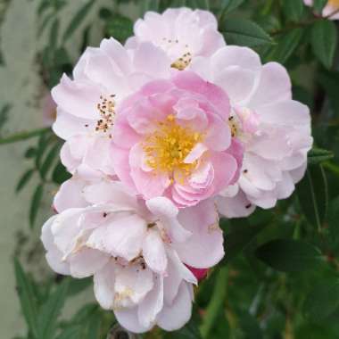 Rosa 'Chewramb' syn. Rosa 'Little Rambler'