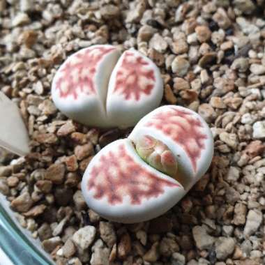 Lithops Karasmontana Bella