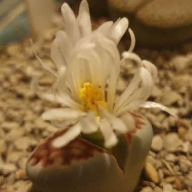 Lithops Karasmontana Bella