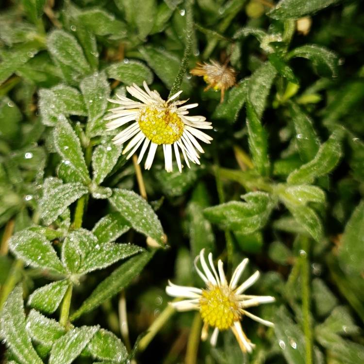 plant image 1205536