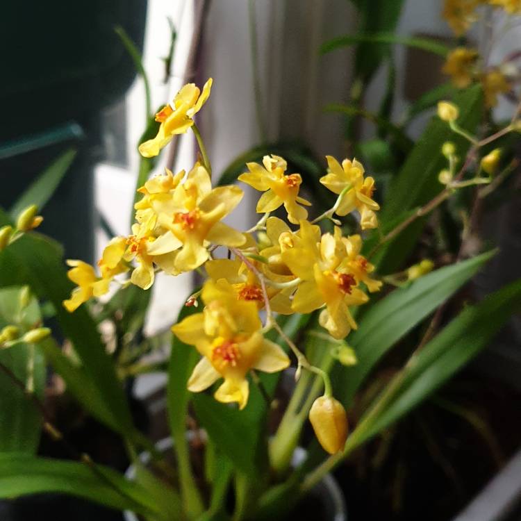 Plant image Oncidium 'Twinkle White'