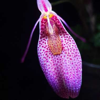 Restrepia contorta