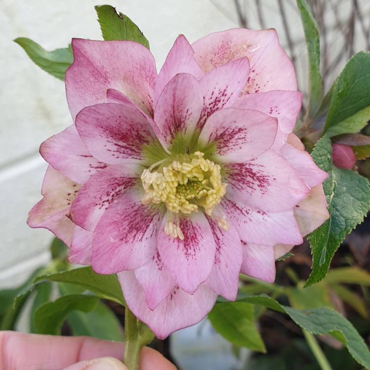 Plant image Helleborus x hybridus 'Harvington Double Pink Speckled'