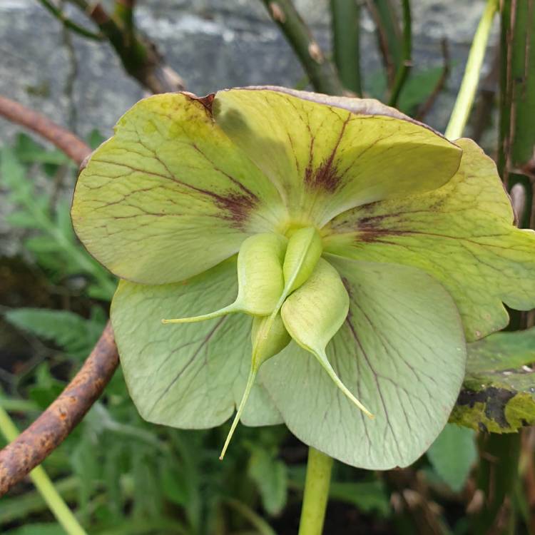 Plant image Helleborus x hybridus 'Harvington Picotee'