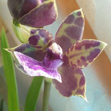 Zygopetalum 'Blue Angel'