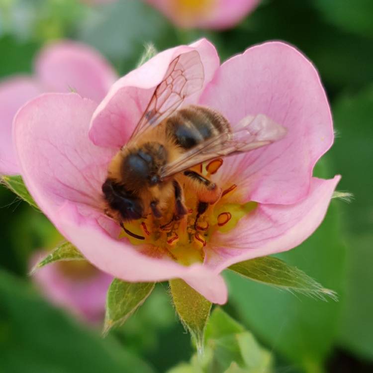 Plant image Fragaria x ananassa 'Tmstr14pnk' syn. Fragaria x ananassa 'Just Add Cream'