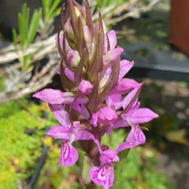 Dactylorhiza fuchsii