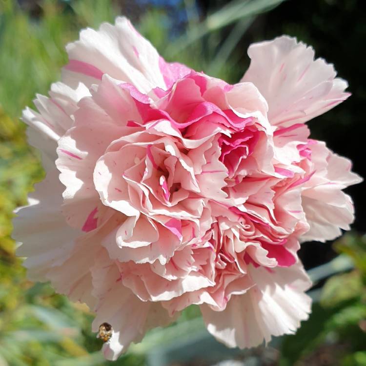 Plant image Dianthus 'Bailey's Celebration'