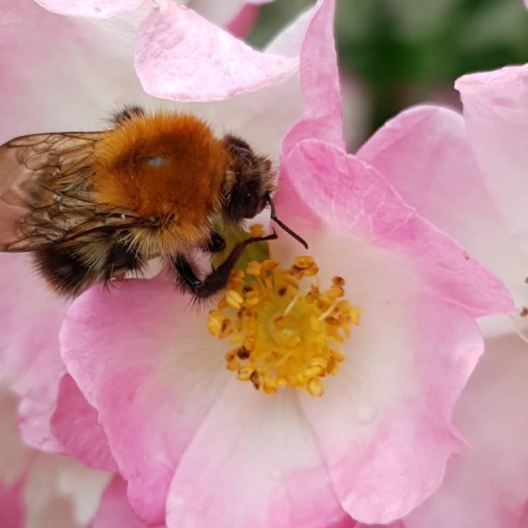 Plant image Rosa 'Ballerina'