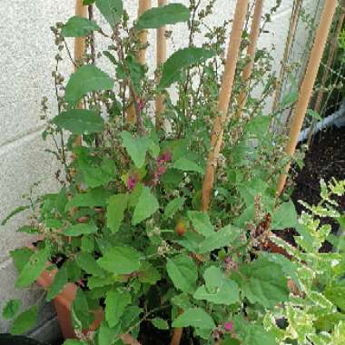 Chenopodium giganteum