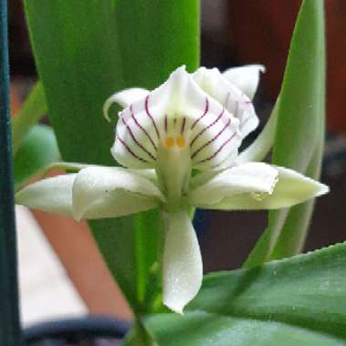 Prosthechea Fragans