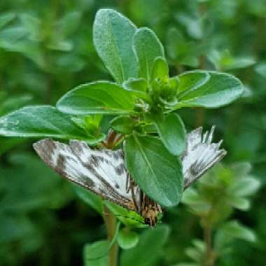 Thymus Vulgaris