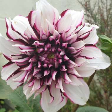 Dahlia 'X Factor'