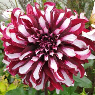 Dahlia 'X Factor'