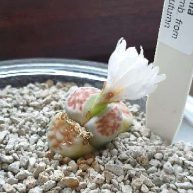 Lithops Karasmontana Bella