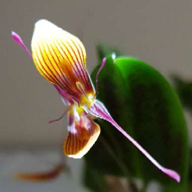 Restrepia Brachypus