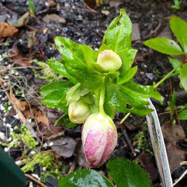 Helleborus x hybridus 'Harvington Picotee'