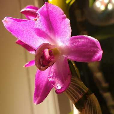 Dendrobium 