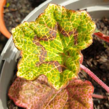 Pelargonium 'Crocodile'