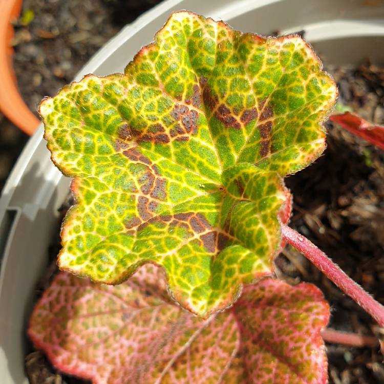 Plant image Pelargonium 'Crocodile'