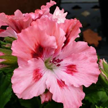 Pelargonium x domesticum