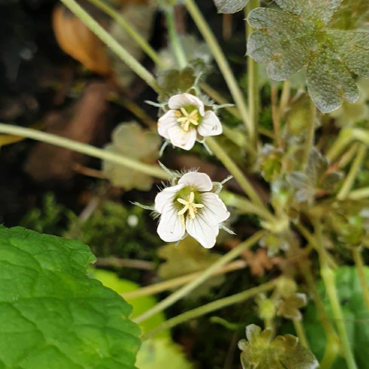 Plant image Geranium x antipodeum 'Chocolate Candy'