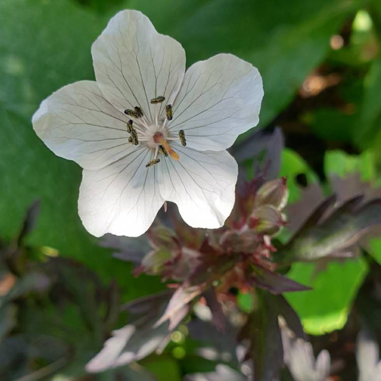 Plant image Geranium pratense 'Purple Ghost'