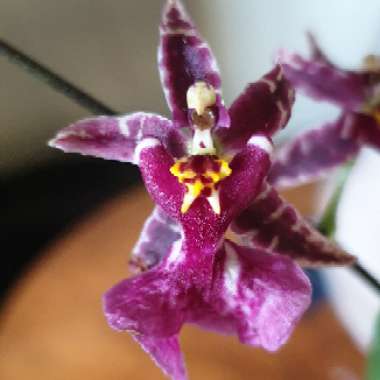 Oncidium 