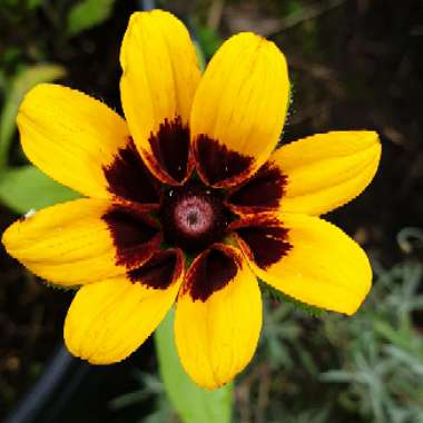 Rudbeckia hirta 'Autumn Shades'