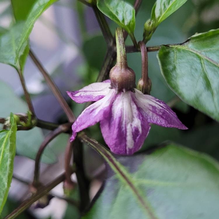 Plant image Capsicum Annuum 'Vampire'